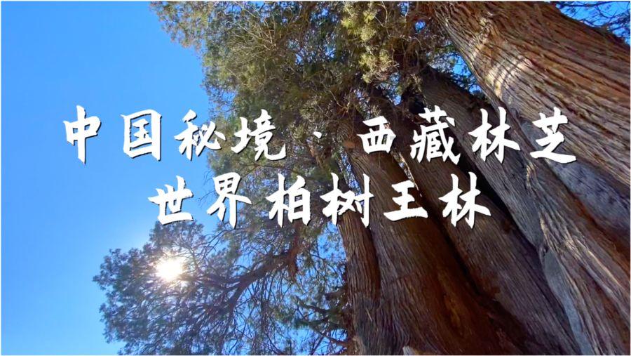 月光影视